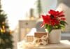 Poinsettia la traditionnelle fleur de Noël à offrir pour gâter ses proches